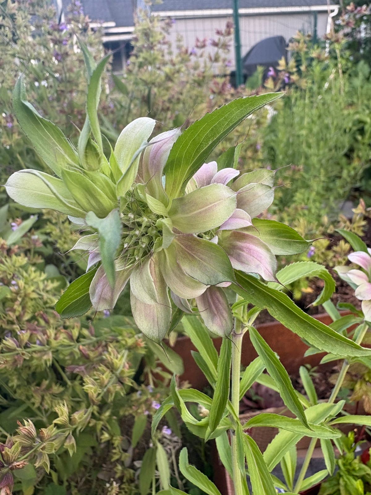 Lemon Beebalm