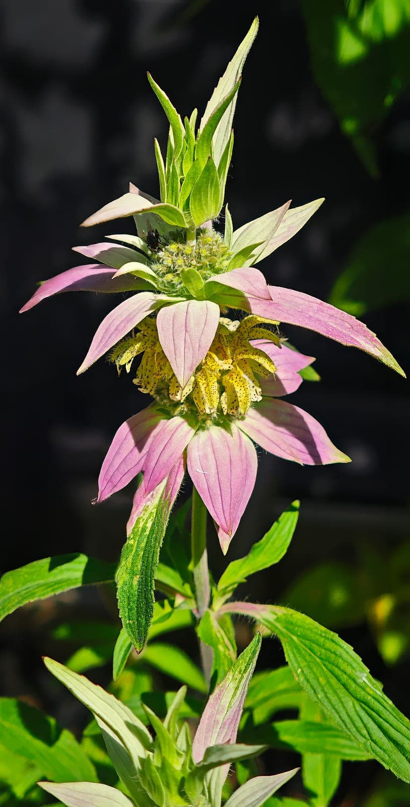 Spotted Bee Balm
