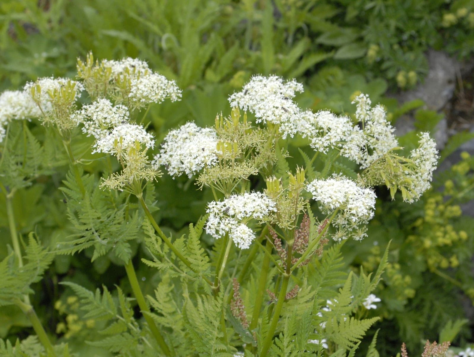 Sweet Cicely
