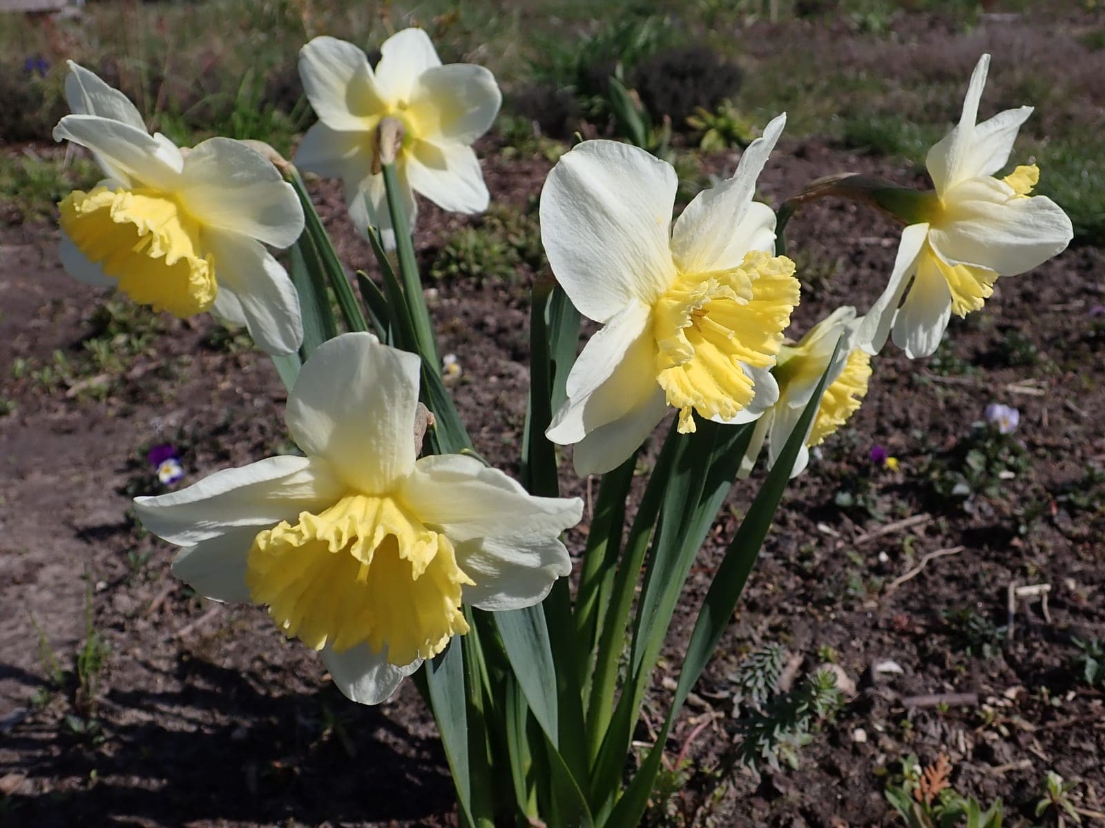 Daffodil 'Ice Follies'