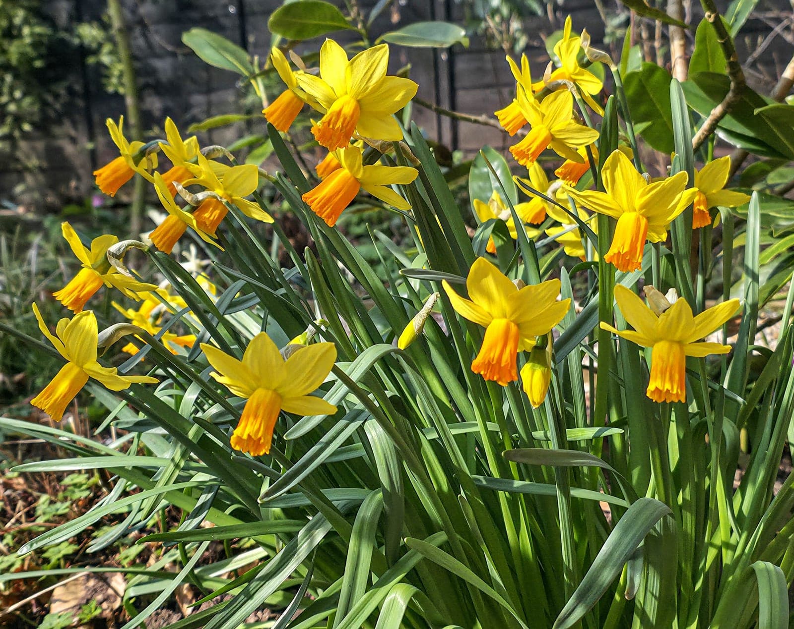 Daffodil 'Jetfire'