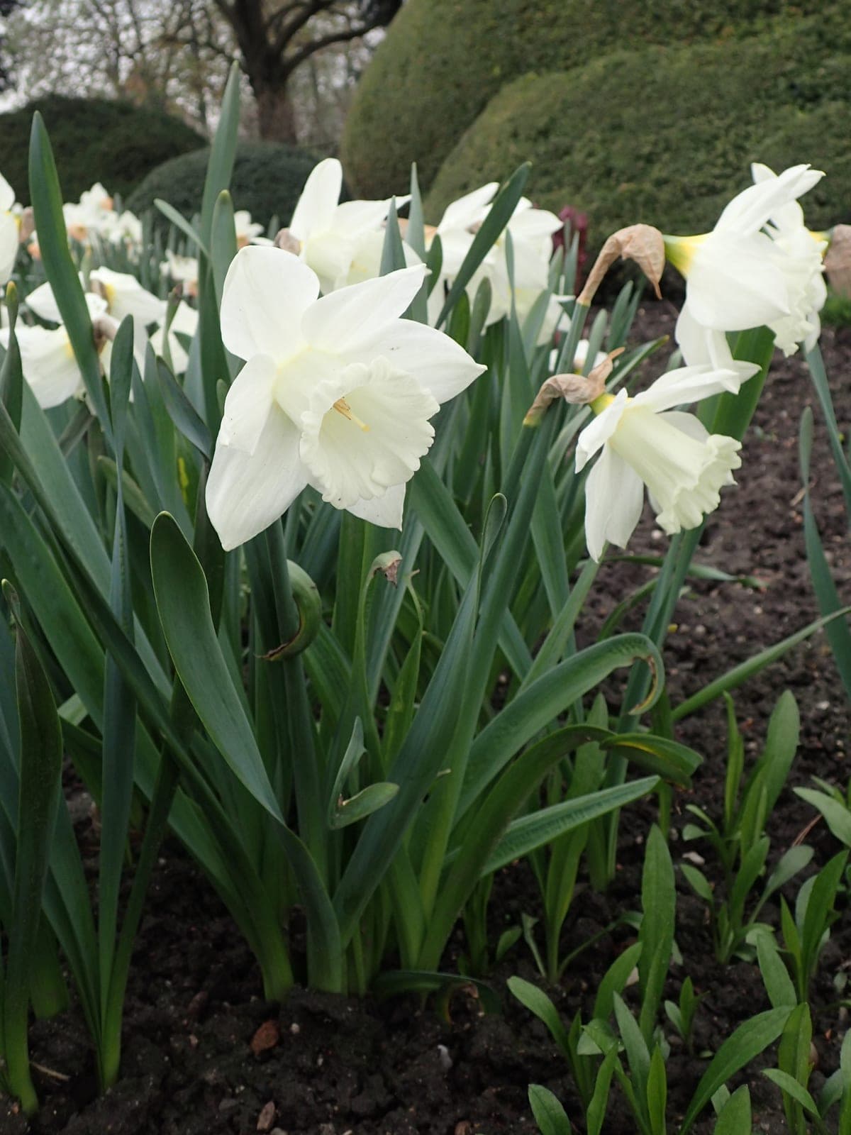Daffodil 'Mount Hood'