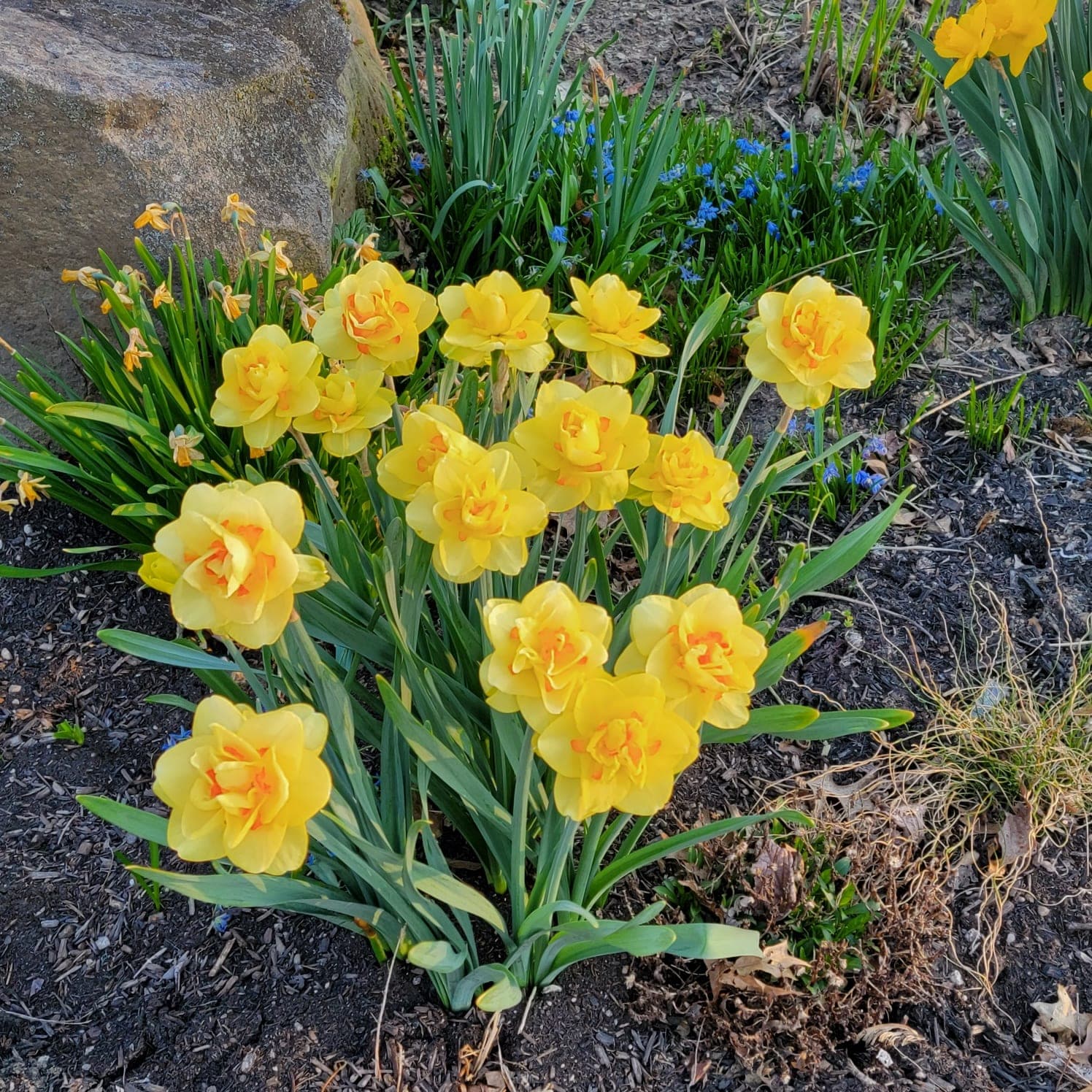 Daffodil 'Tahiti'