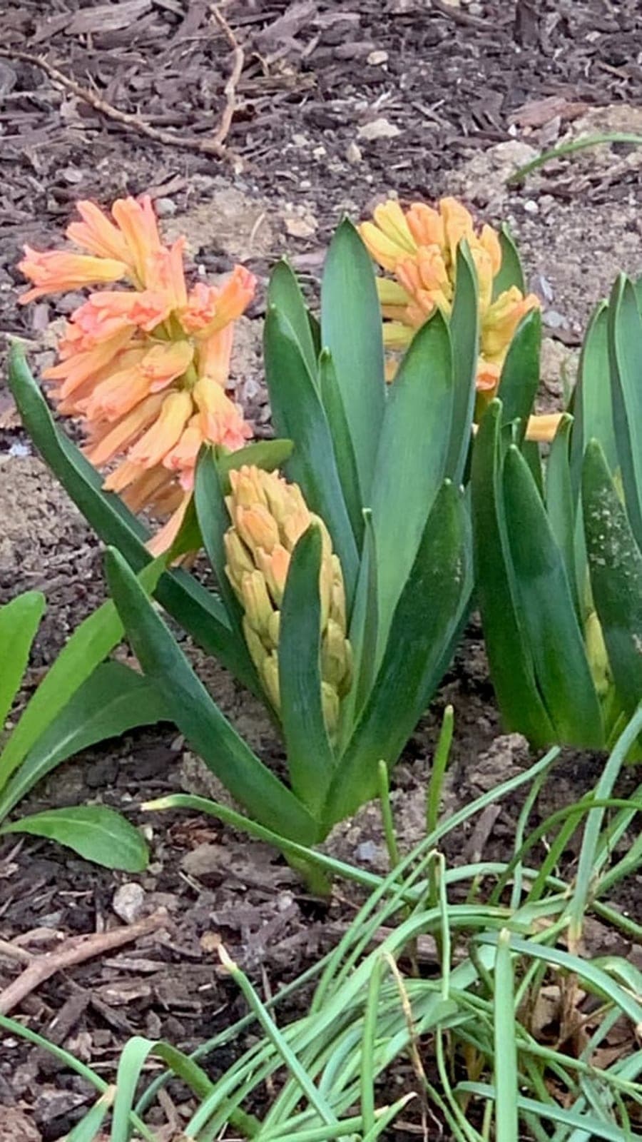 Narcissus
