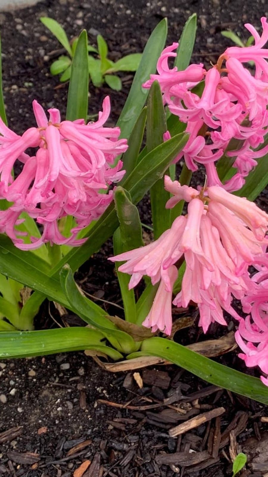 Narcissus