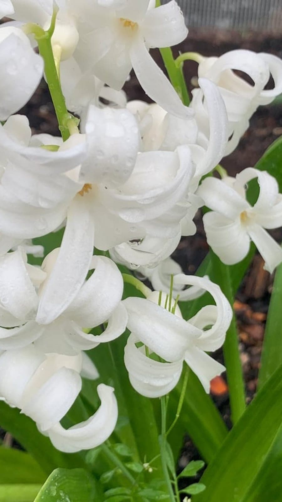 Narcissus