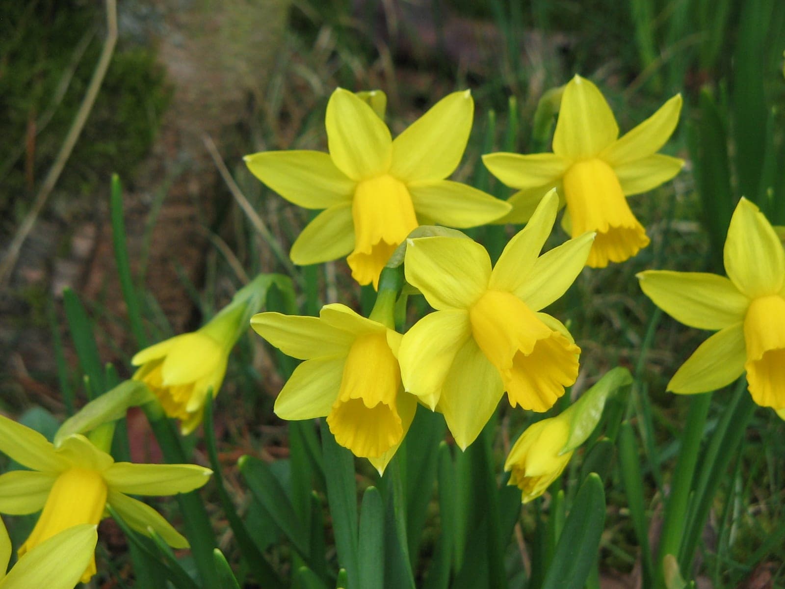 Daffodil 'Tête-à-Tête'