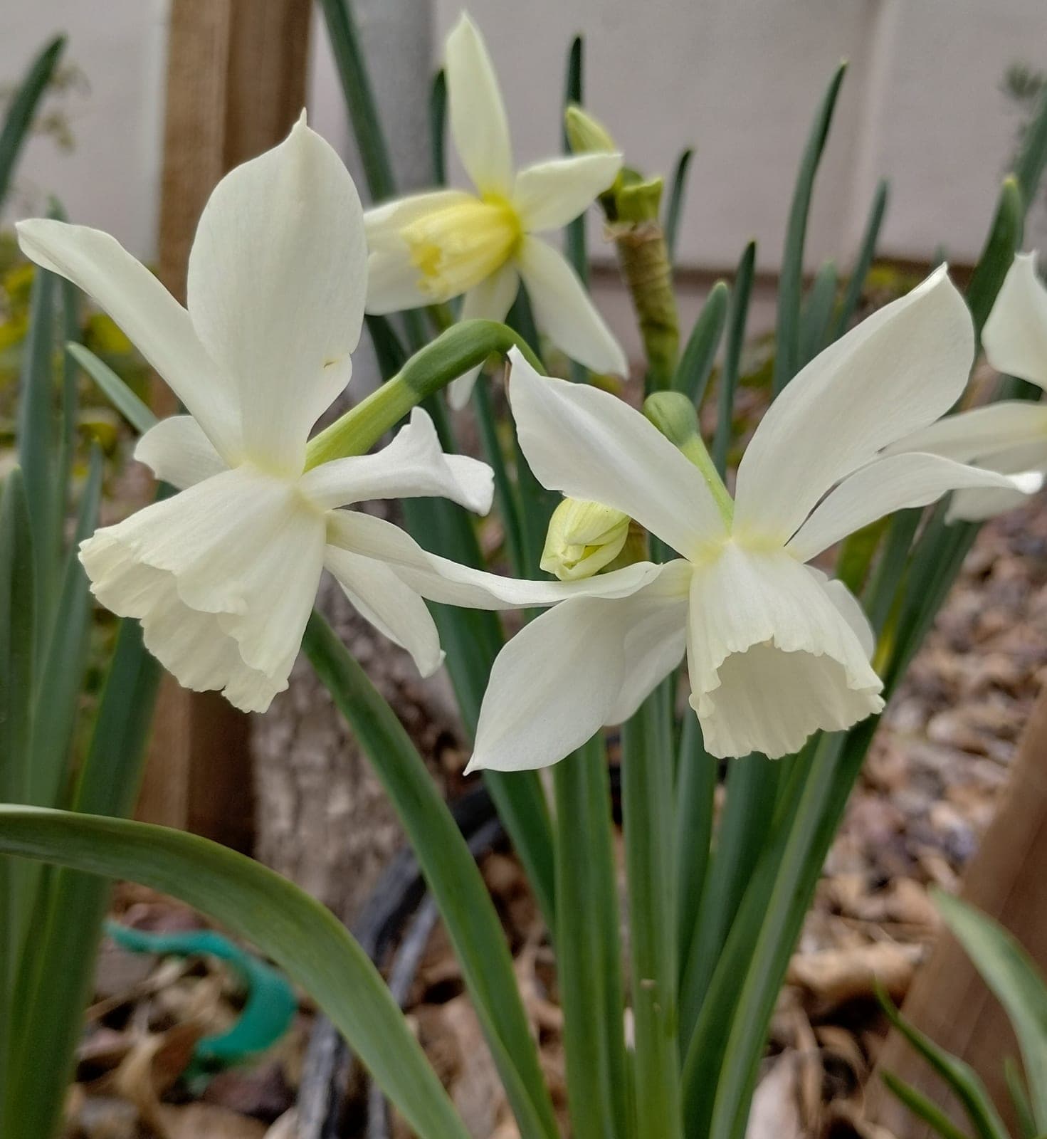 Daffodil 'Thalia'