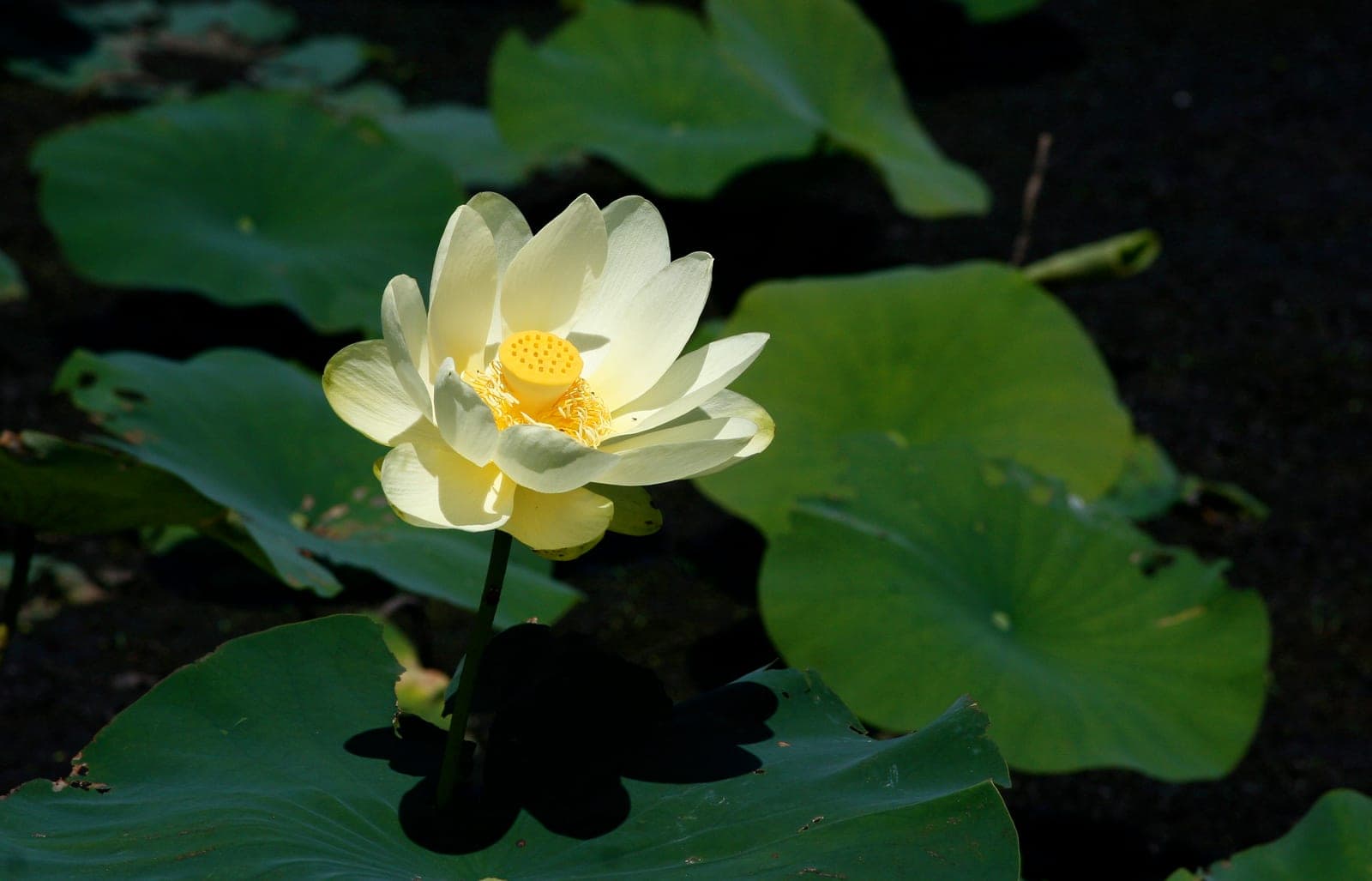 American Lotus