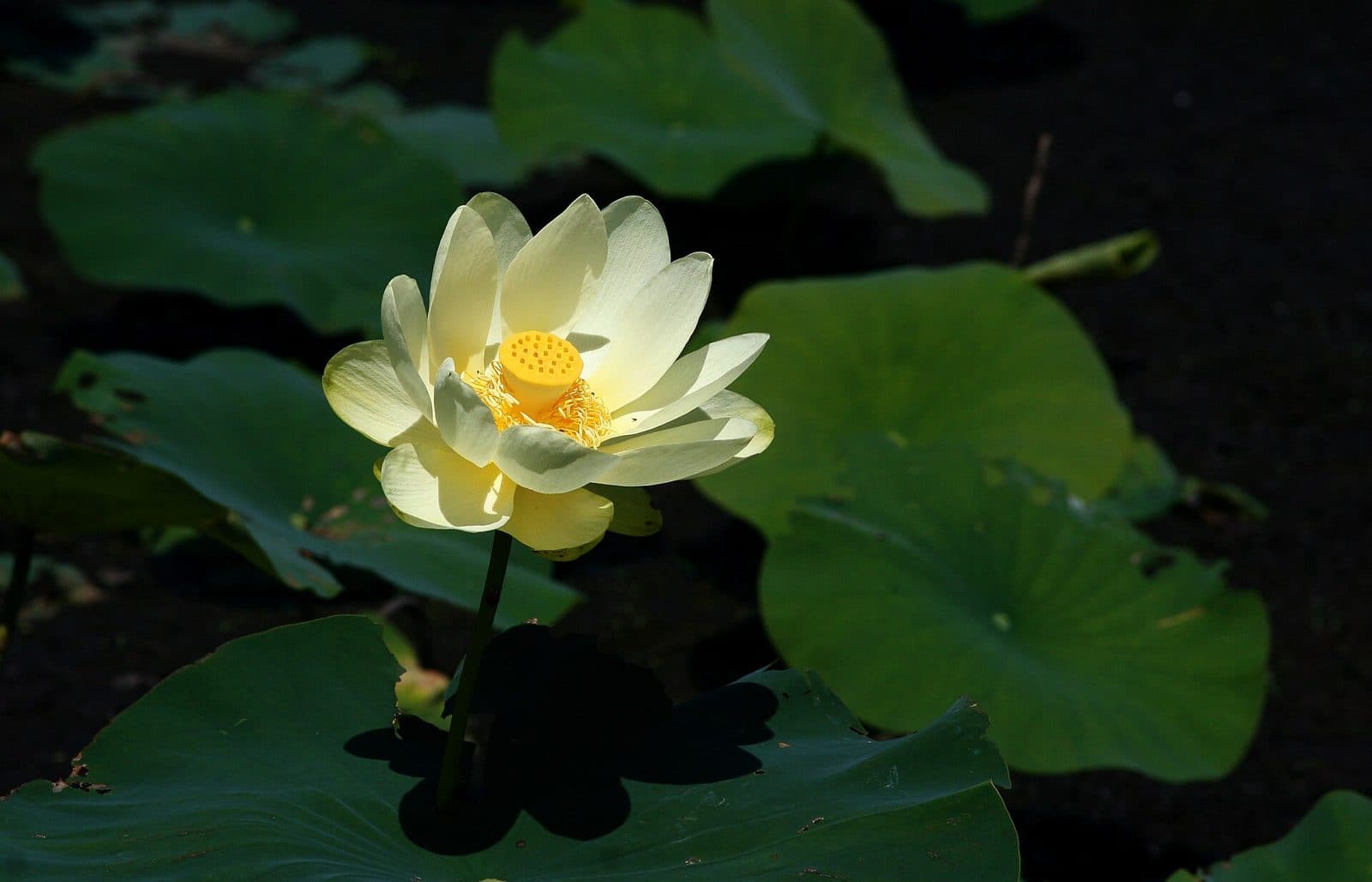 Pale yellow American lotus flower among round leaves