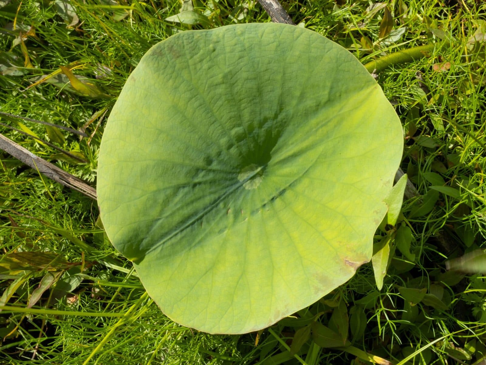 Round American lotus leaf