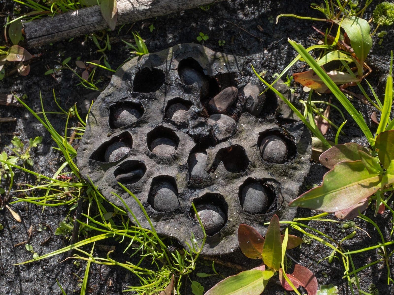 Weathered, dried American lotus seed pod