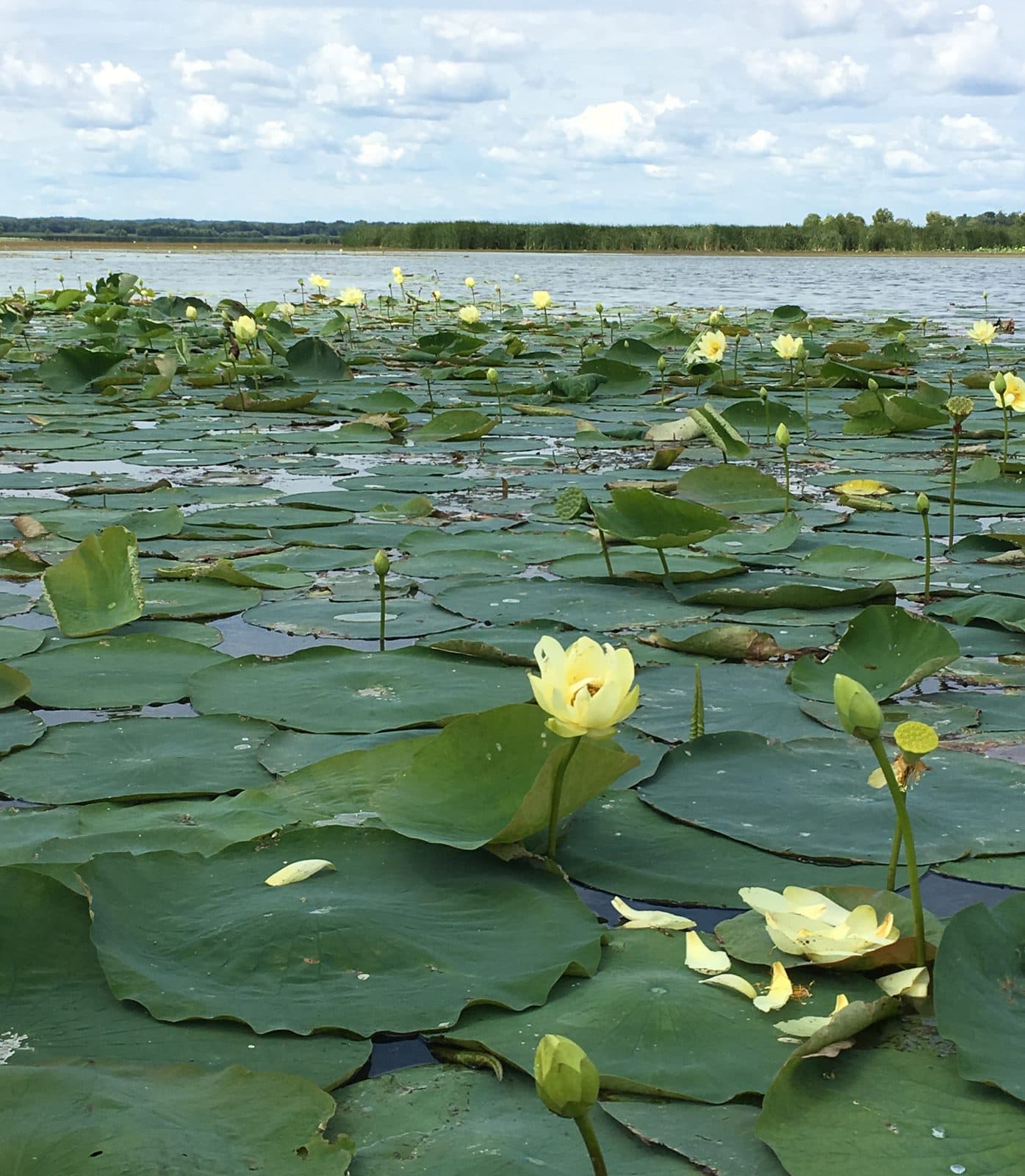 Colony of American lotus in flower on open water