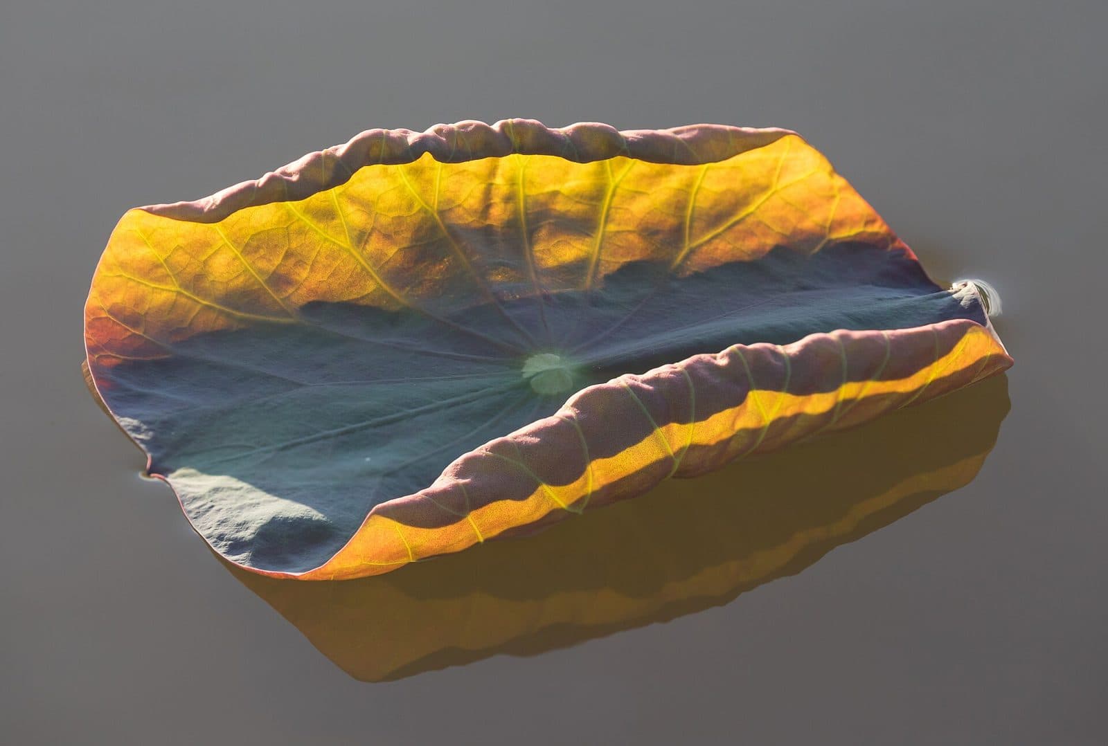 Curled sacred lotus leaf turning gold at the edges