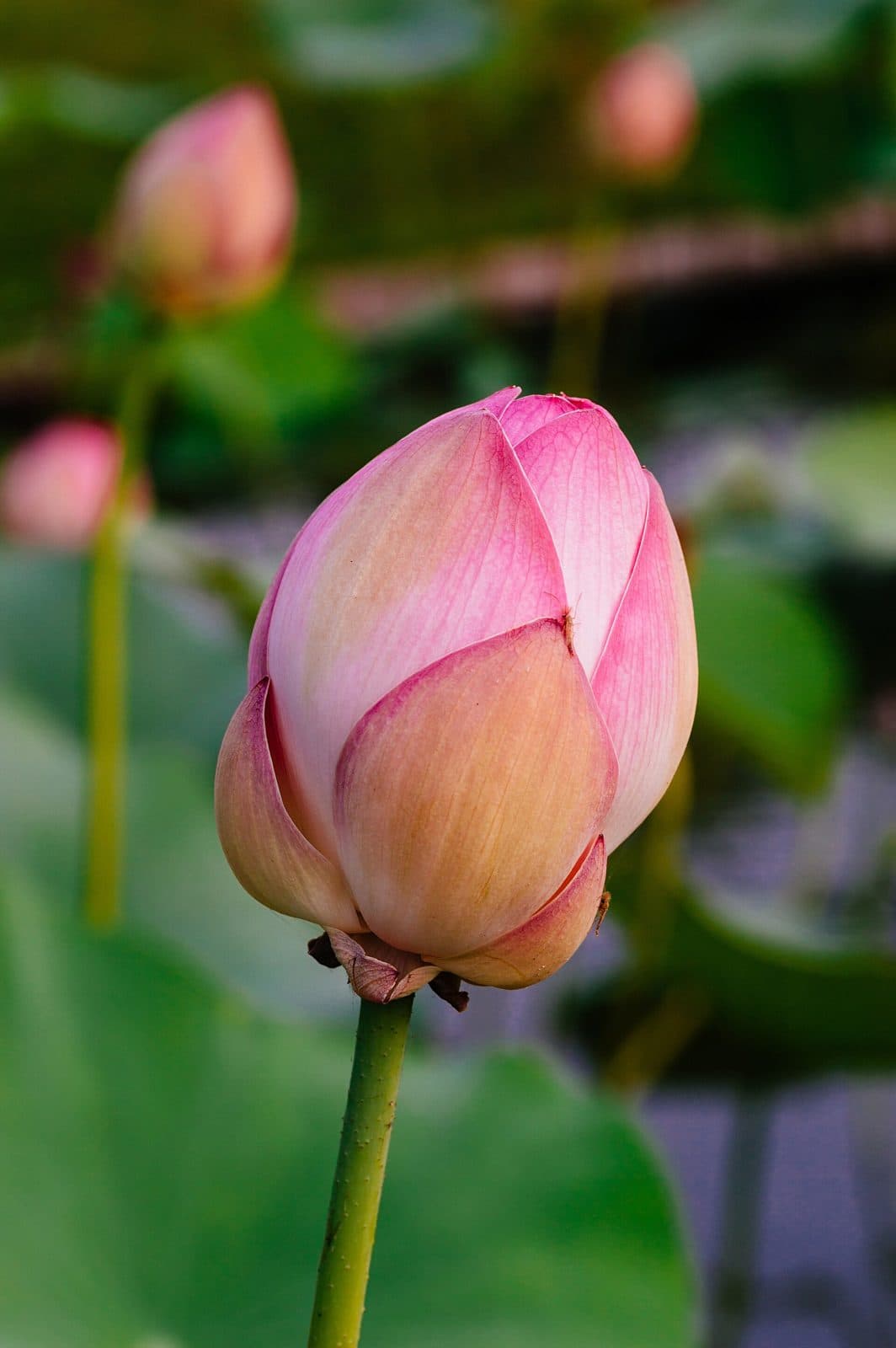 Sacred lotus bud on a tall stalk