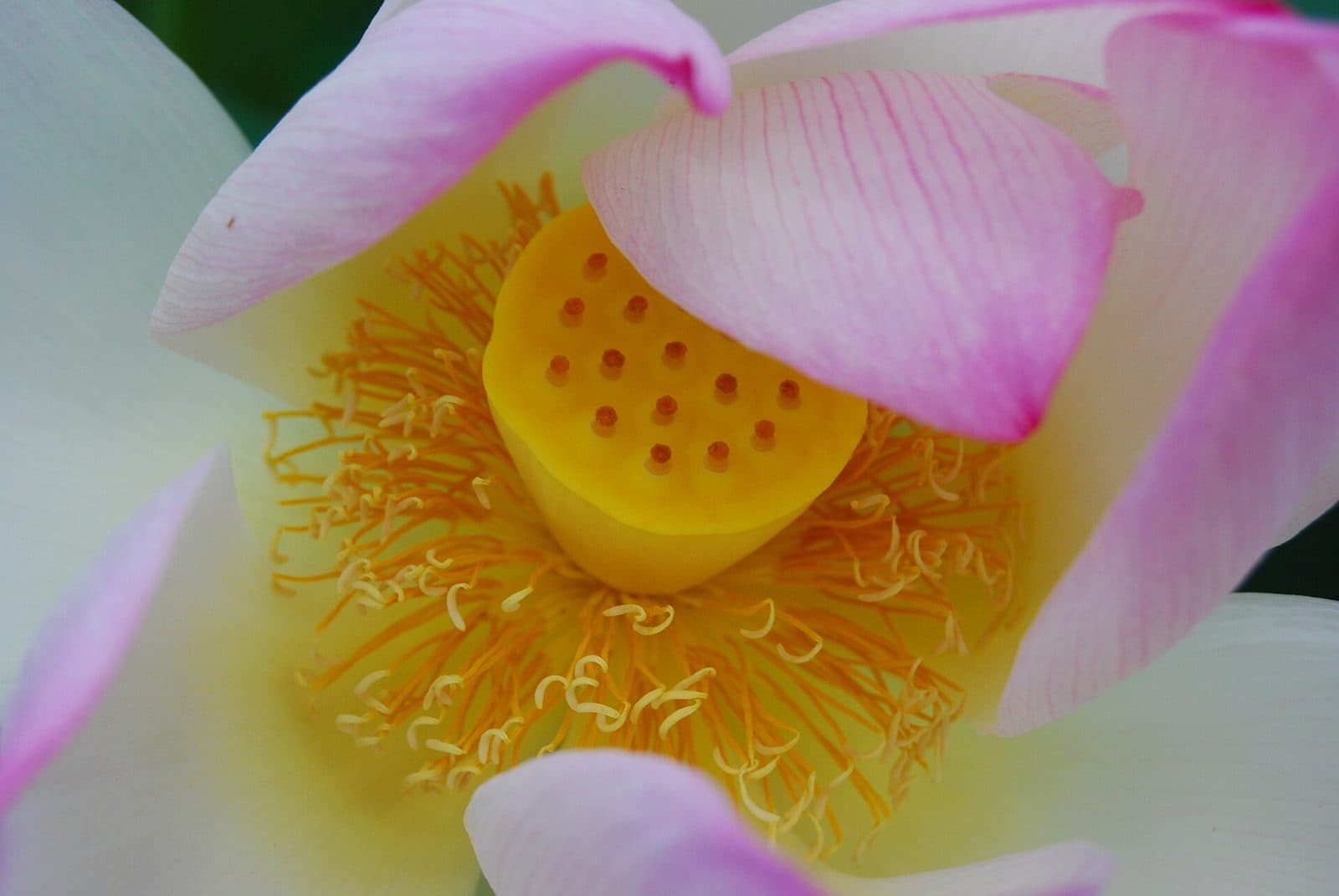 Close-up of a sacred lotus flower center with stamens and seed head