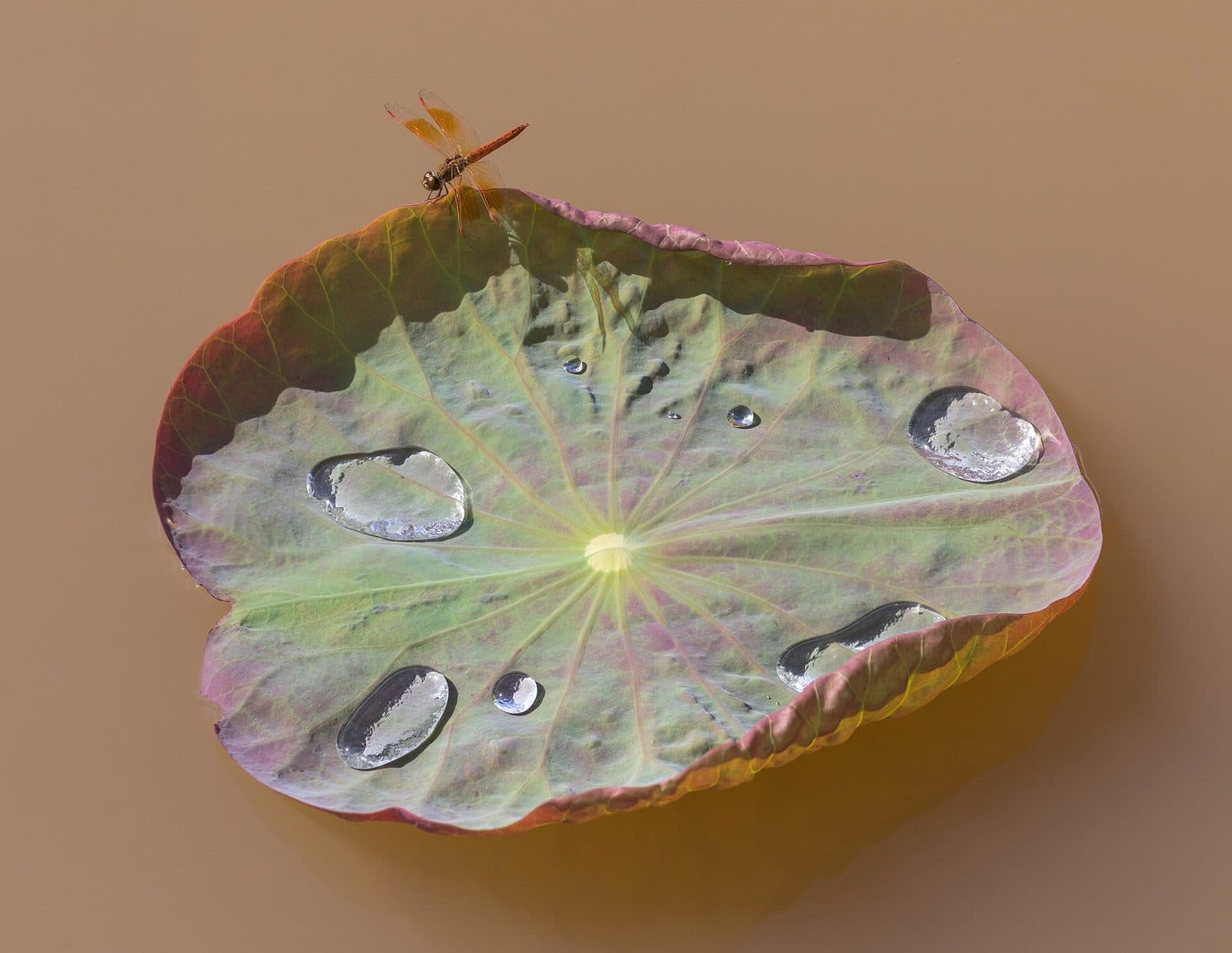 Sacred lotus leaf with beaded water drops and a dragonfly