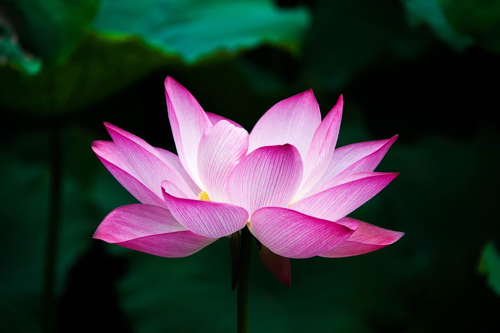 Fully open pink sacred lotus flower
