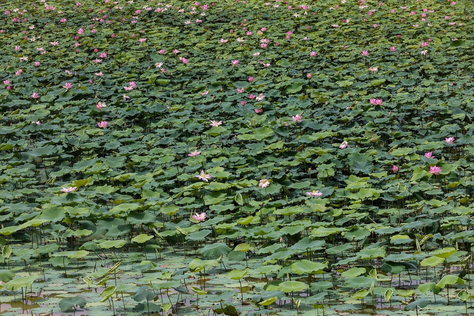 Pond covered in sacred lotus leaves and flowers