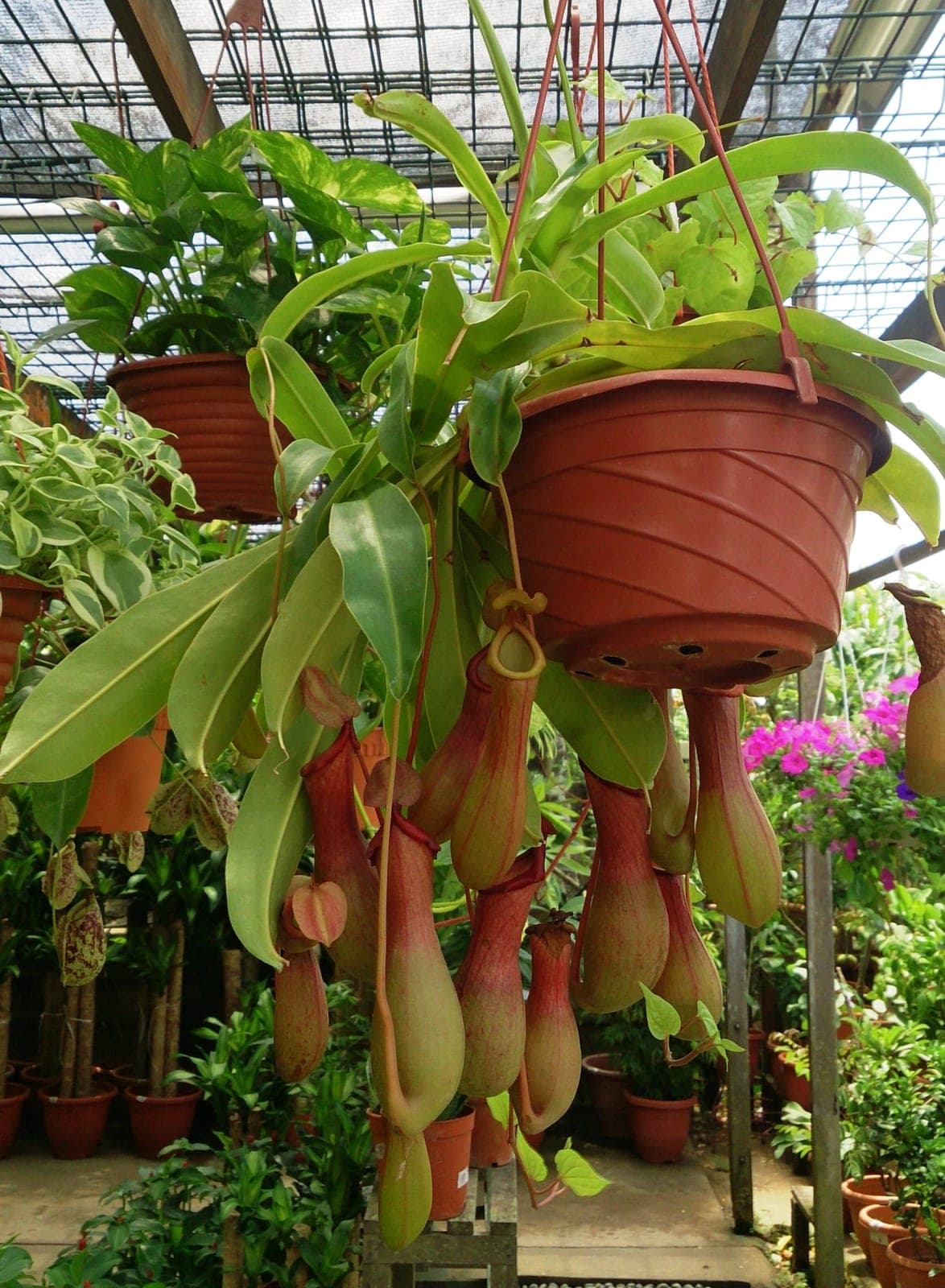 Tropical Pitcher Plant