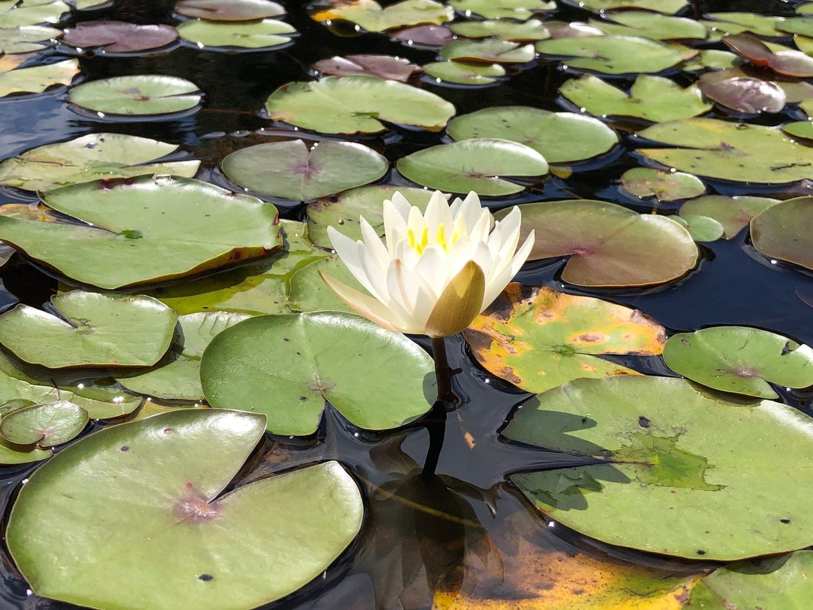 American White Water Lily (Nymphaea odorata)
