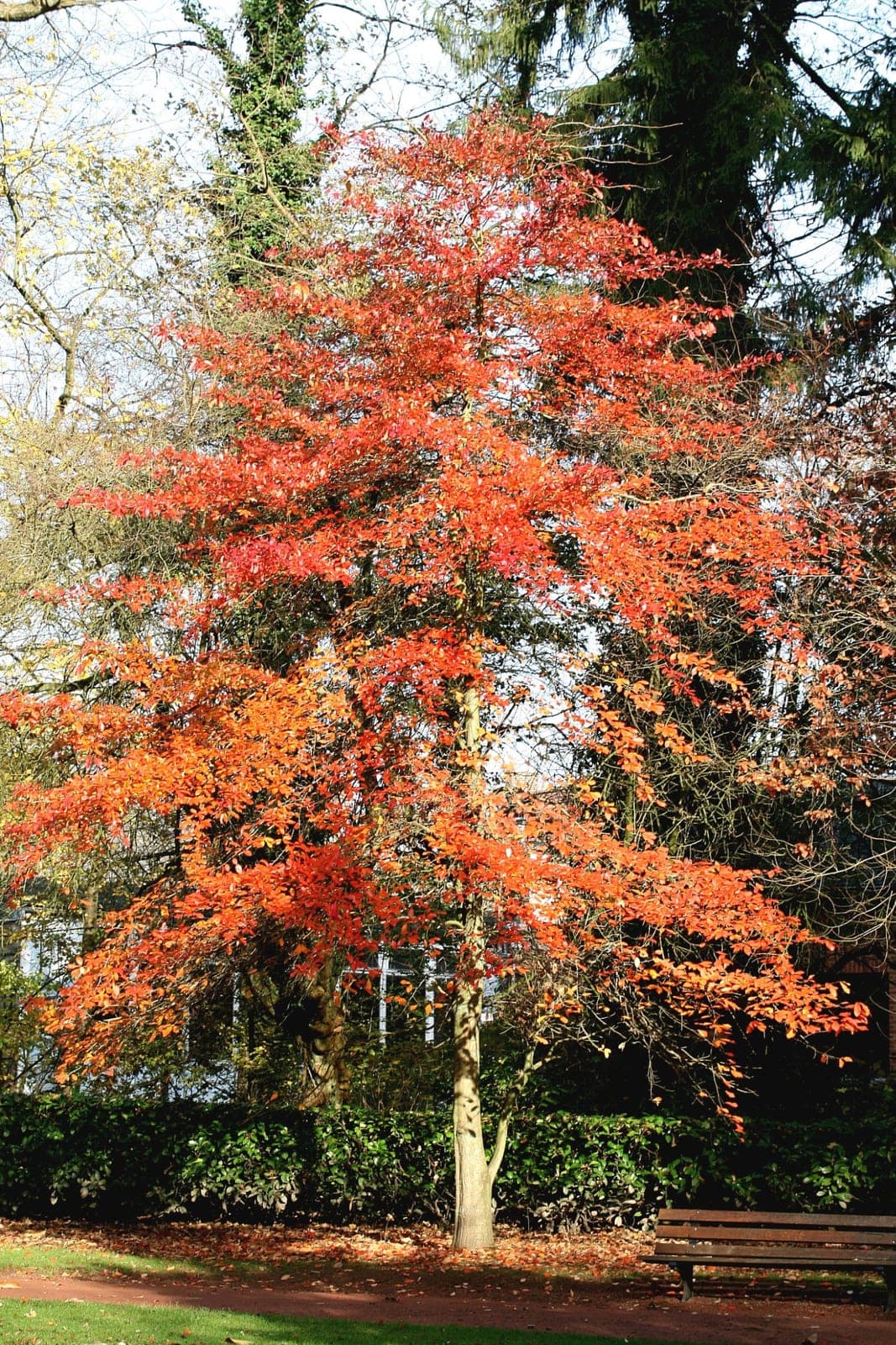 Black Gum (Nyssa sylvatica)