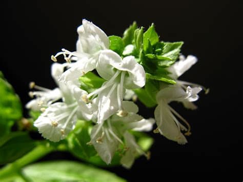 Genovese Basil