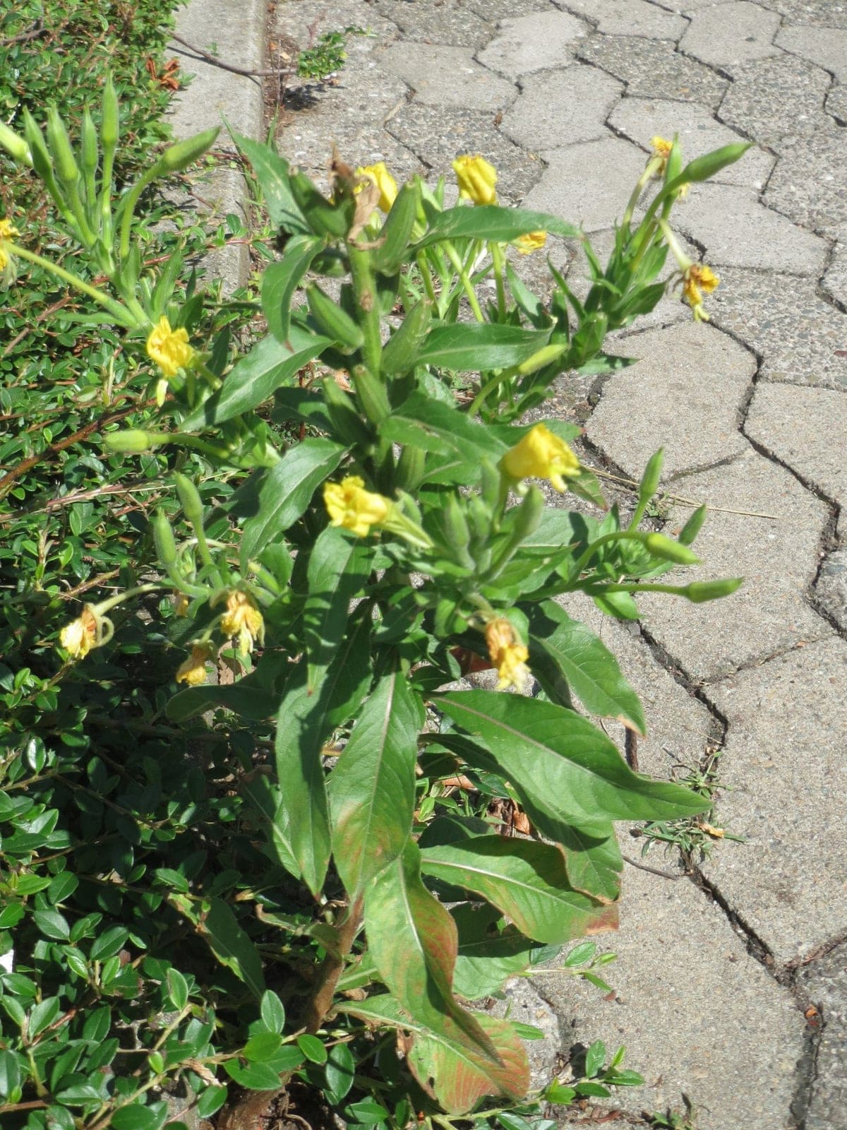 Common Evening Primrose (Oenothera biennis)
