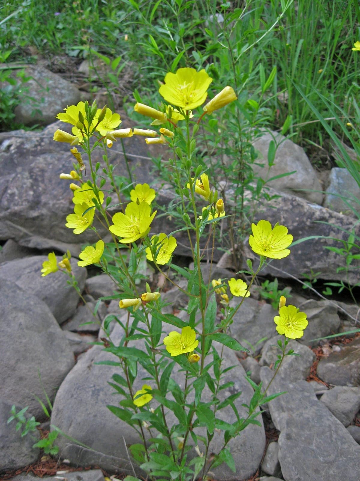 Sundrops