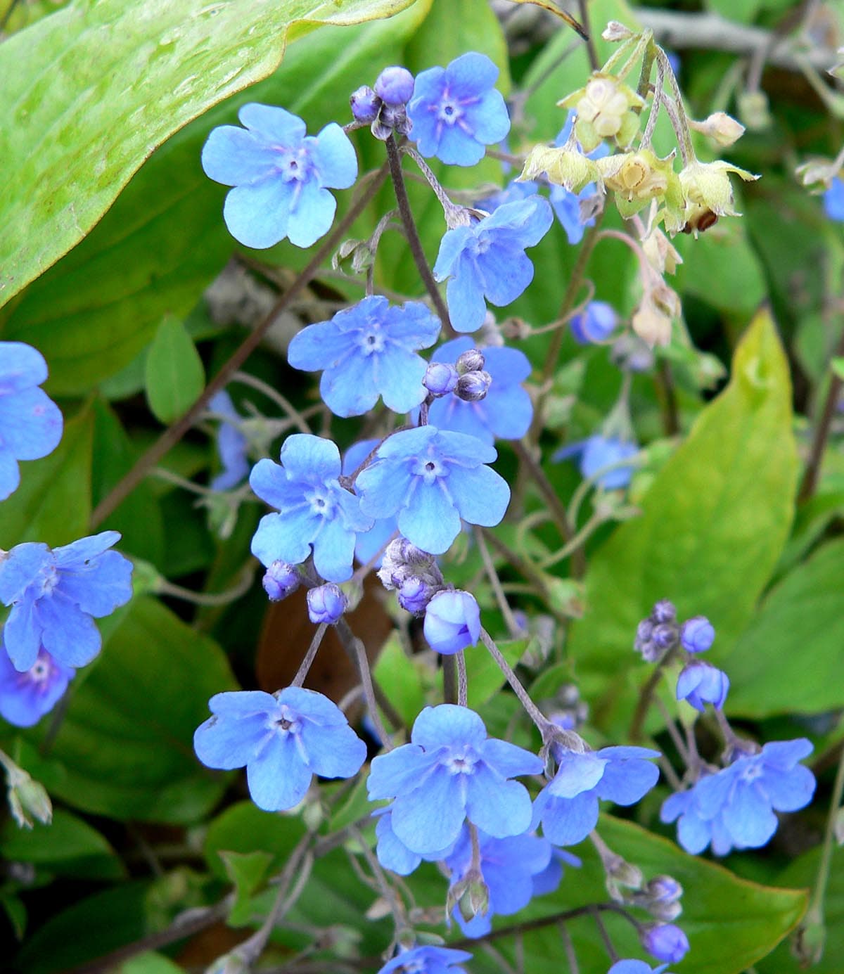 Cappadocian Navelwort