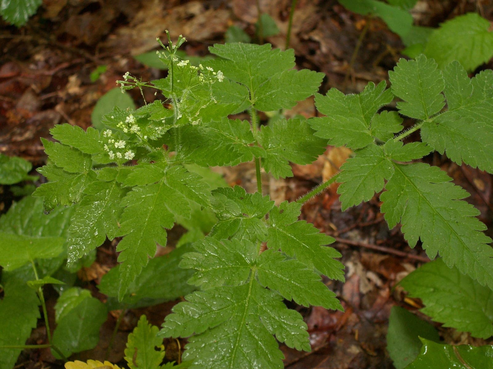 Hairy Sweet Cicely