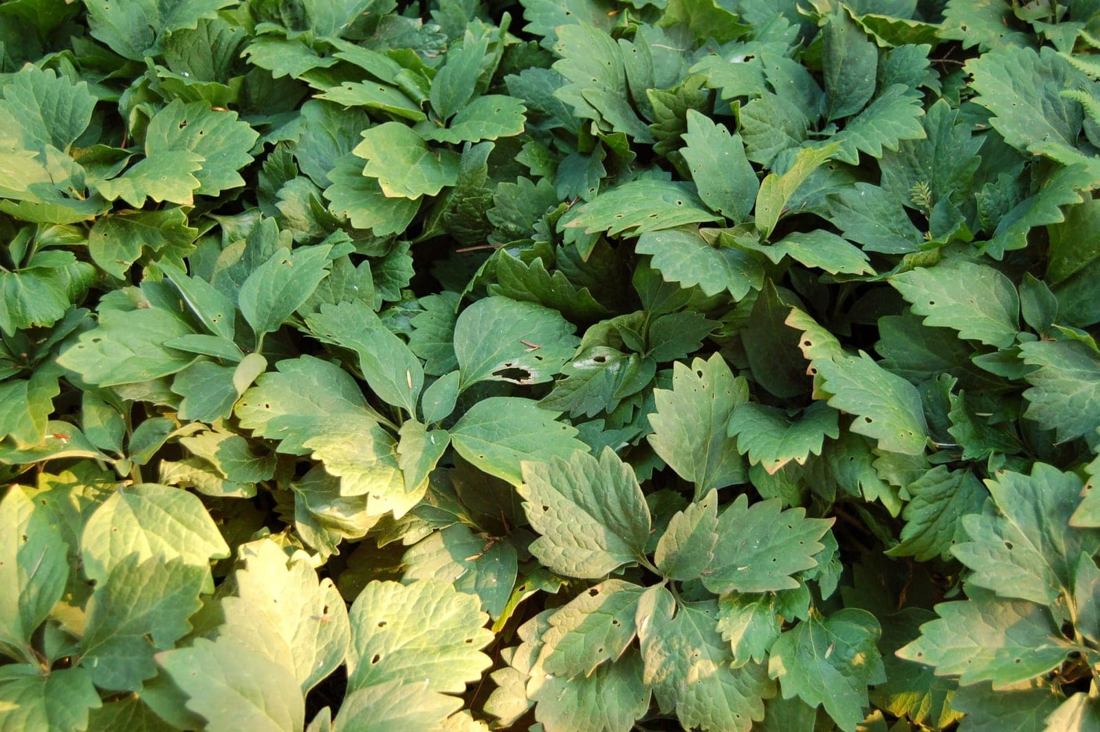 Allegheny Spurge