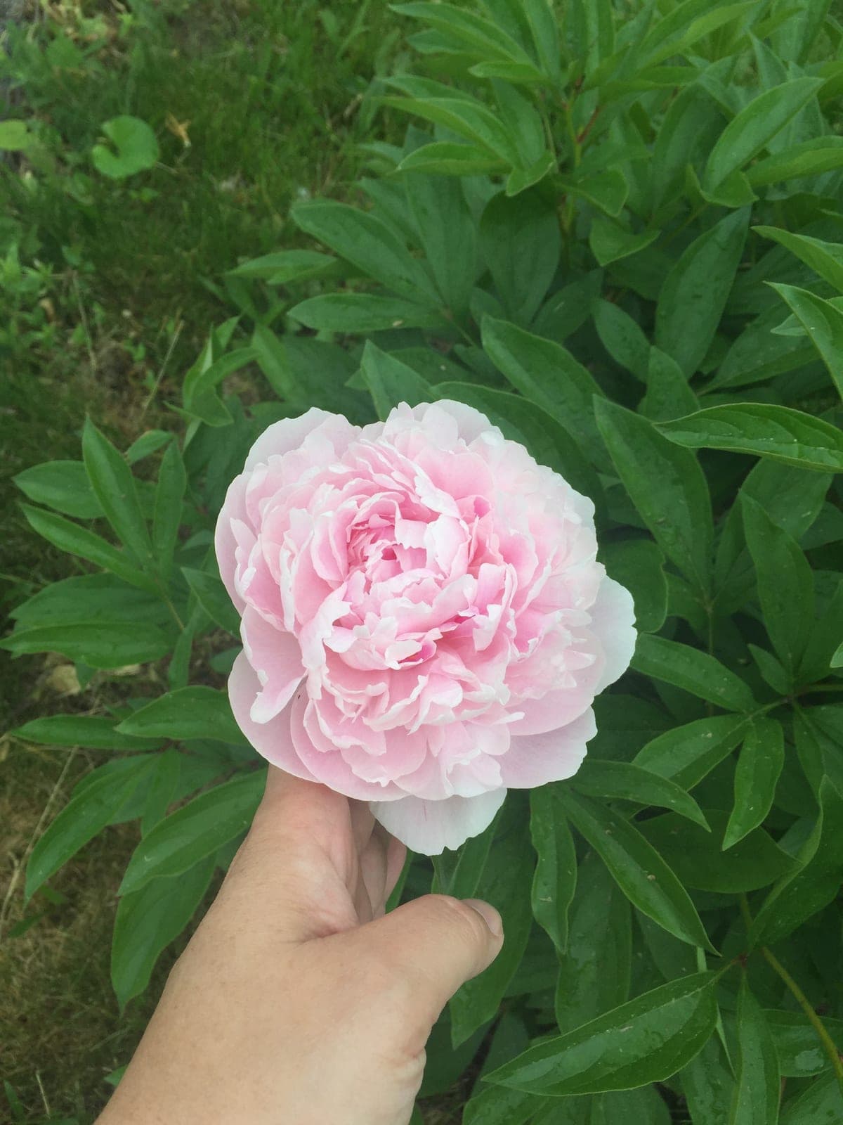 Peony