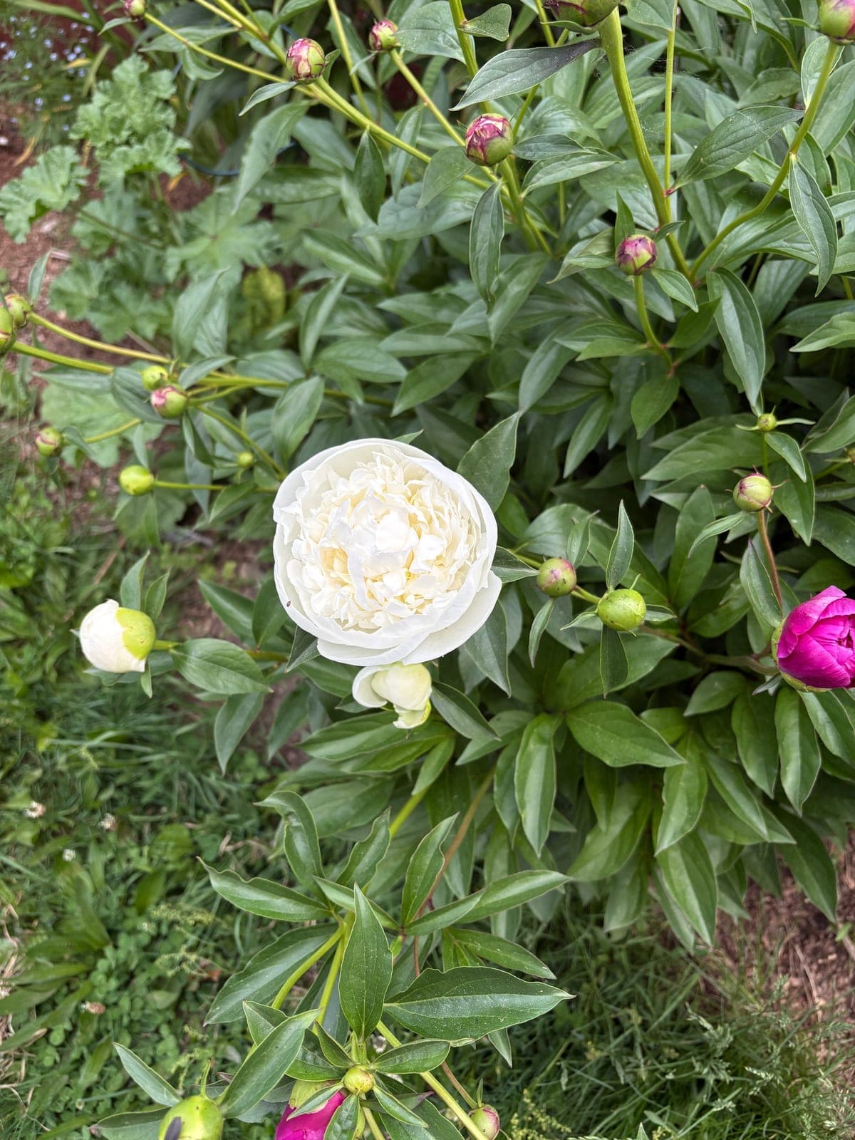 Peony