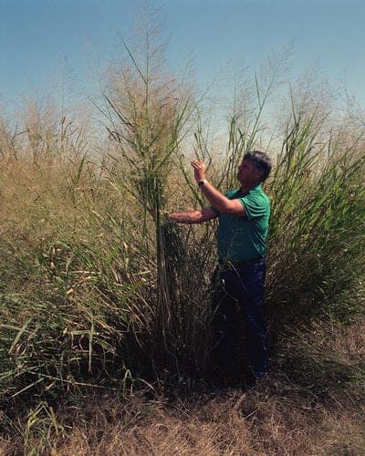 Switchgrass 'Cheyenne Sky' (Panicum virgatum)