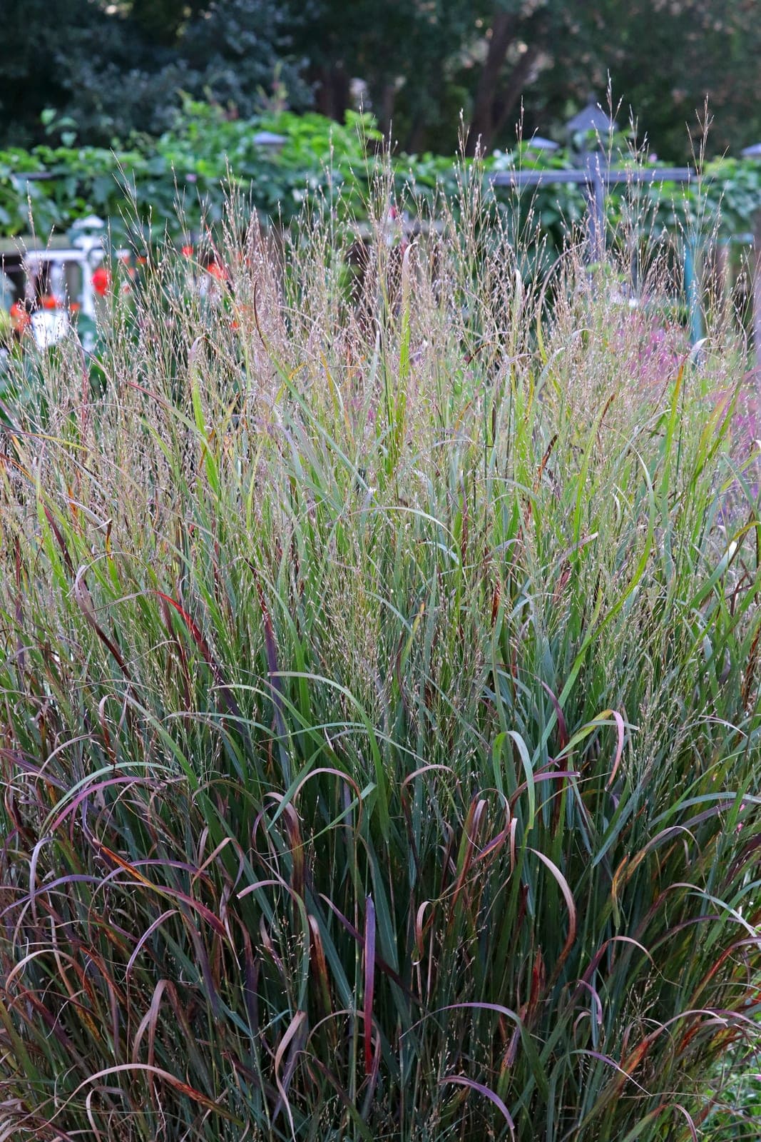 Switchgrass 'Smoking Gun' (Panicum virgatum)