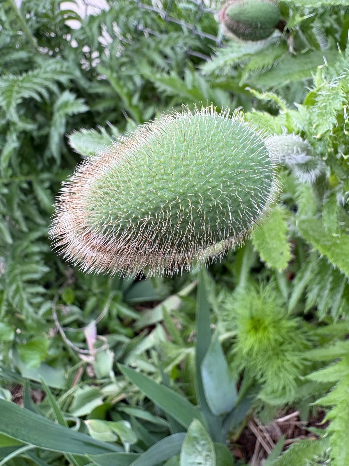 Oriental Poppy