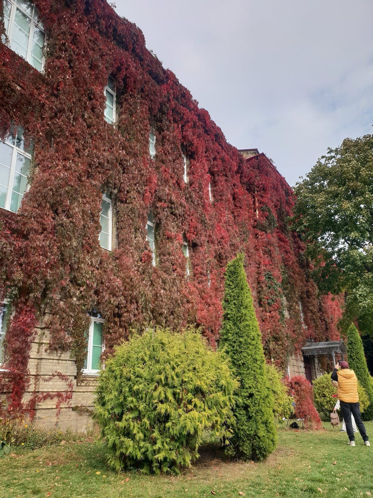Virginia Creeper