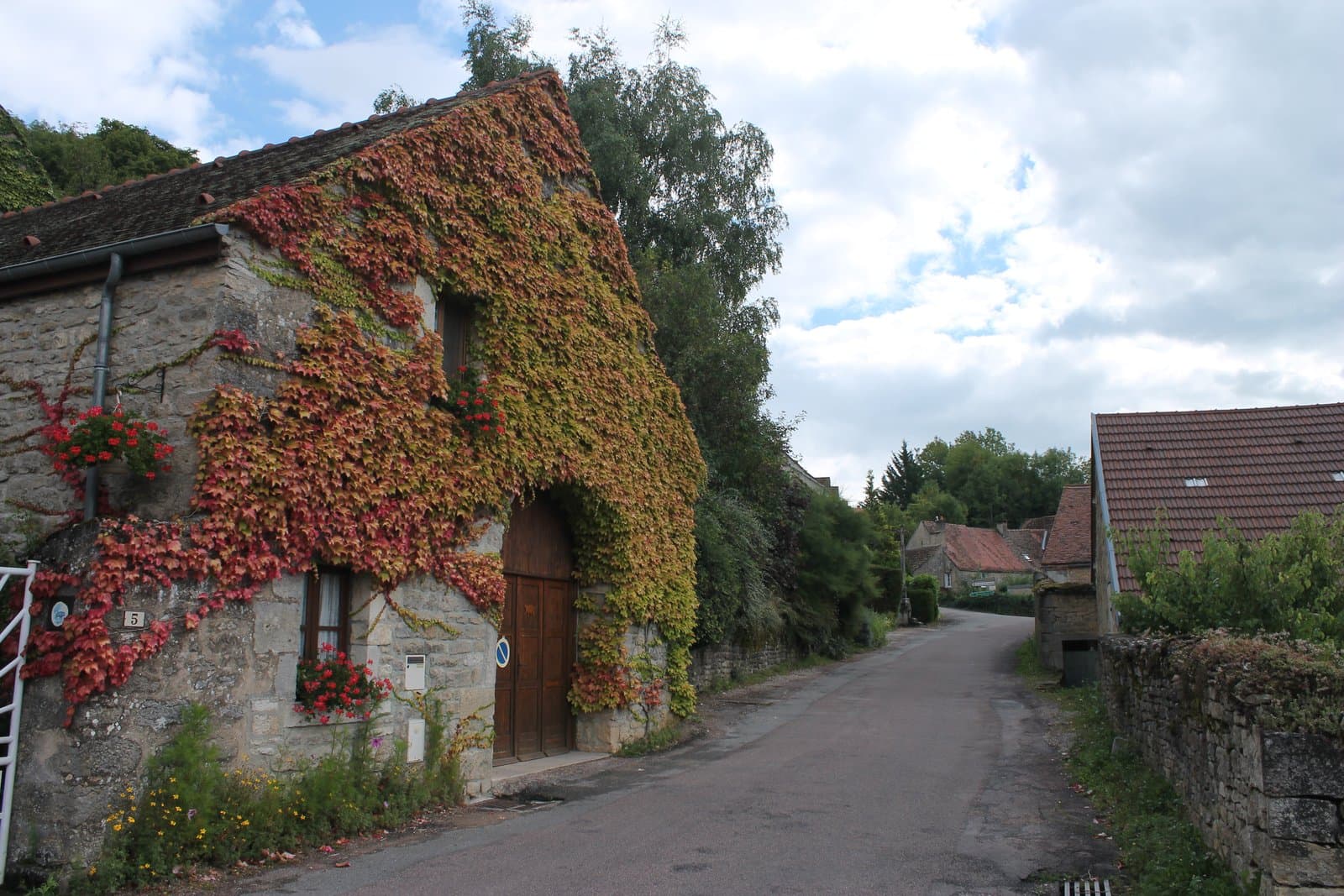 Boston Ivy