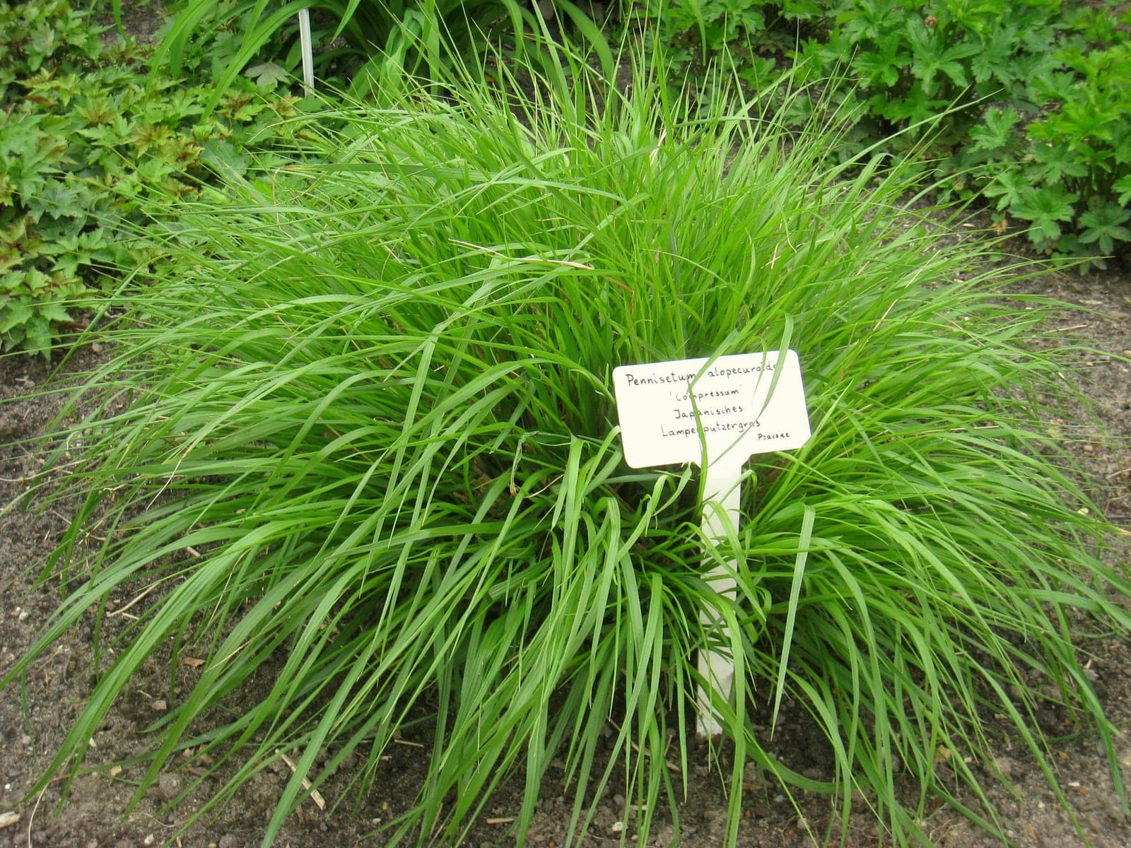 Chinese Fountain Grass
