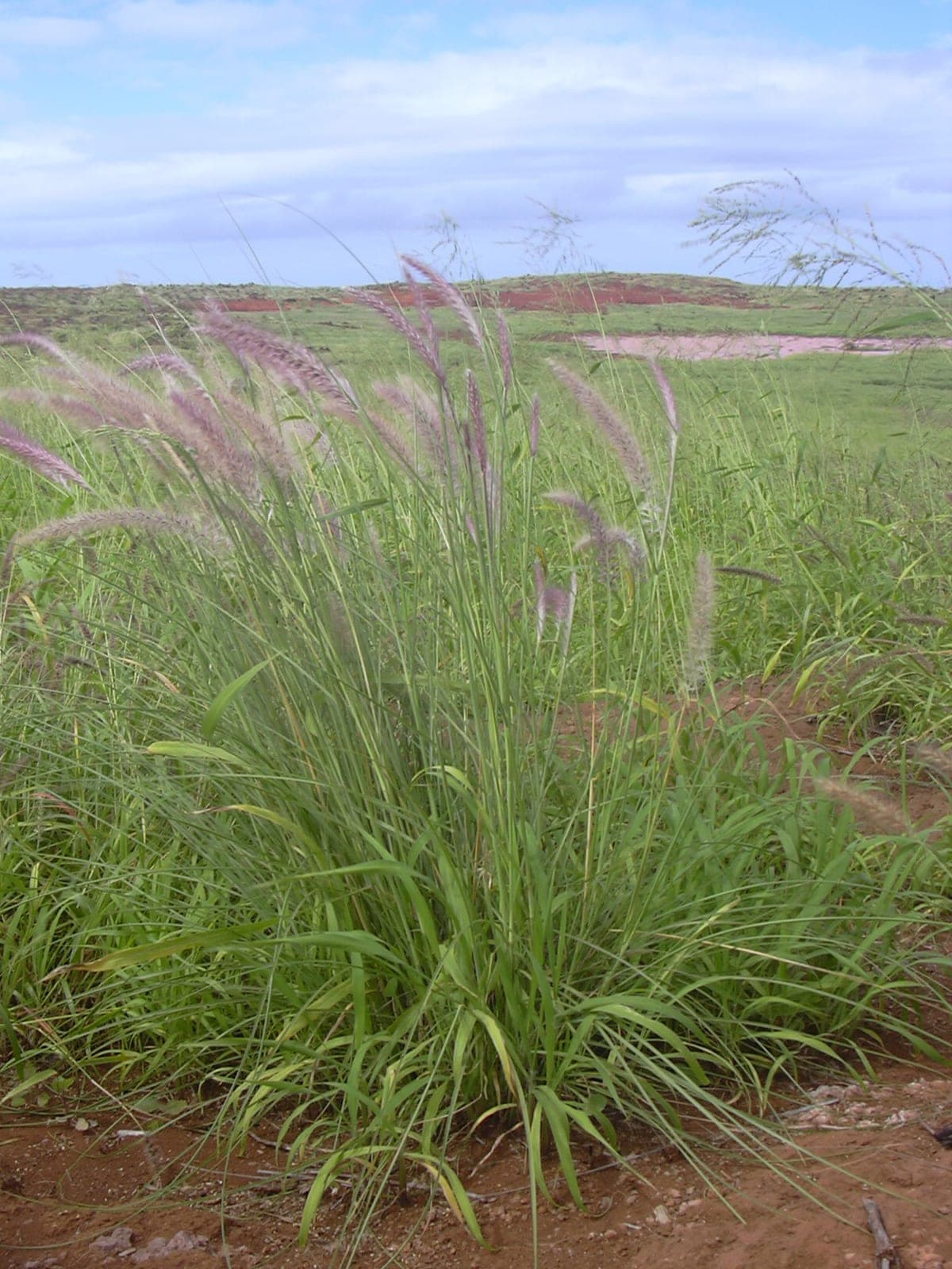Fountain Grass