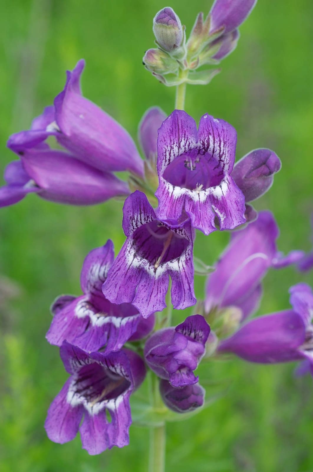 Prairie Penstemon