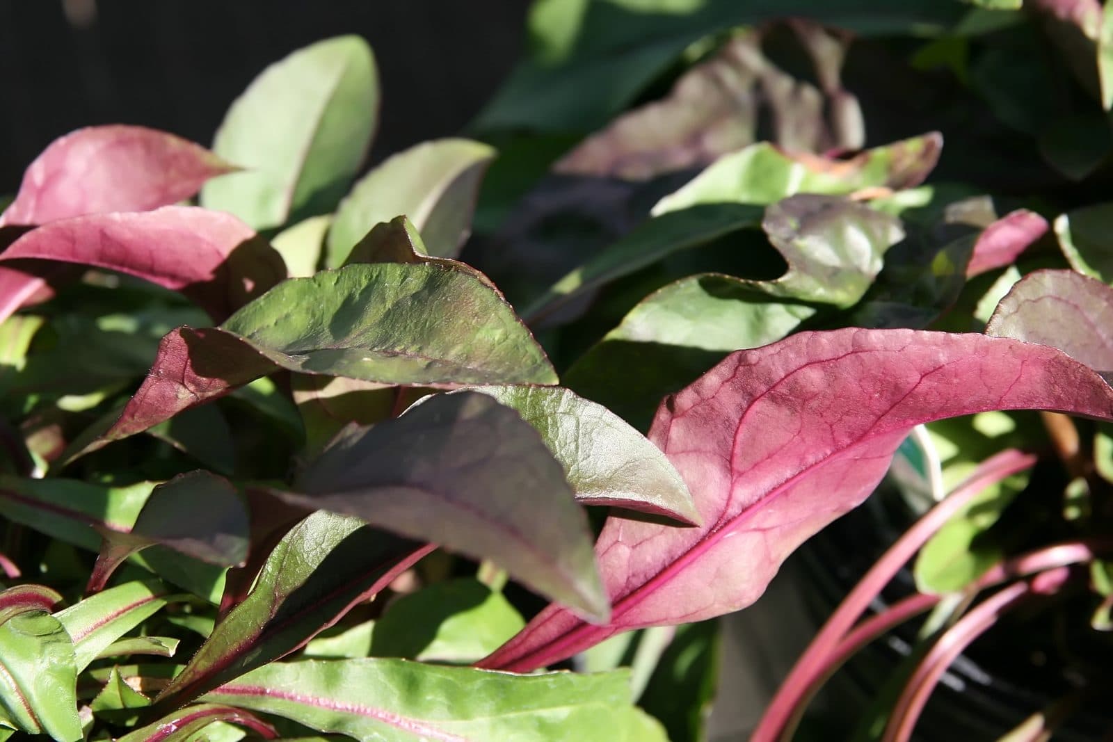 Penstemon digitalis 'Husker Red' foliage