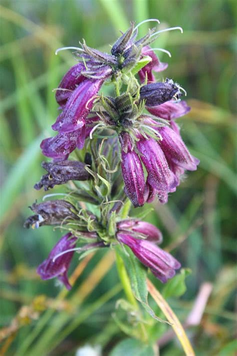 Dusky Penstemon