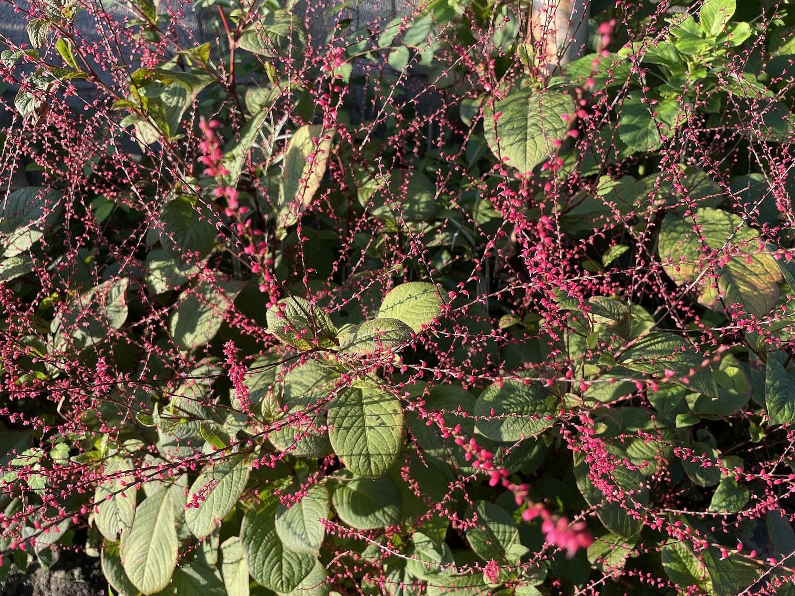 Asian Jumpseed