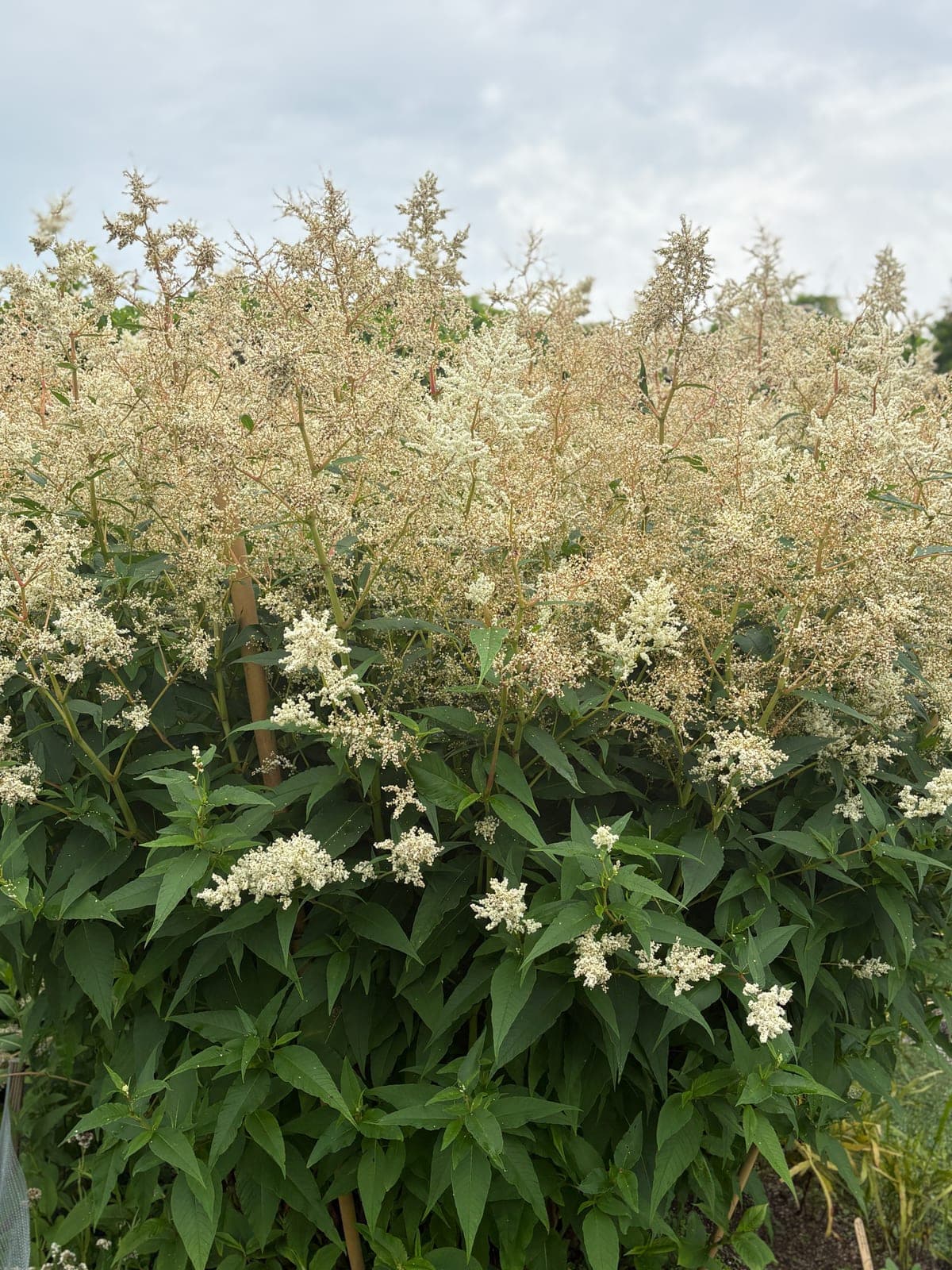 Giant Fleeceflower