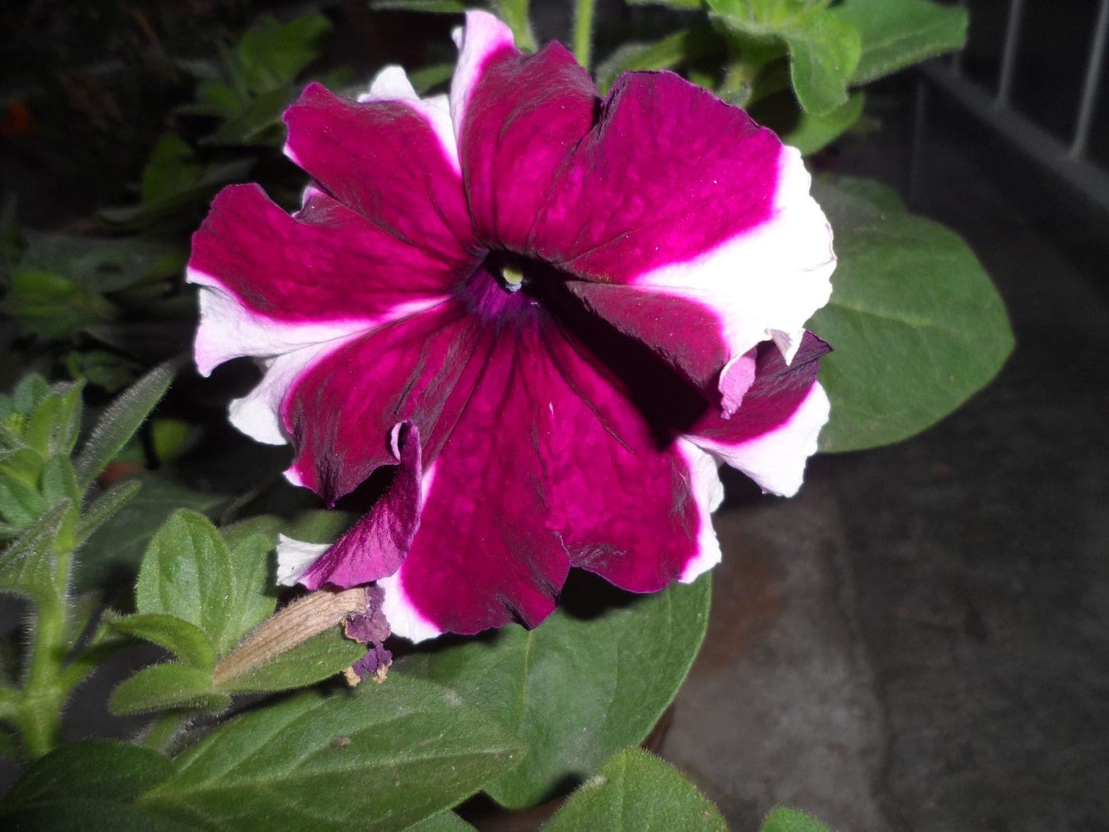 Petunia