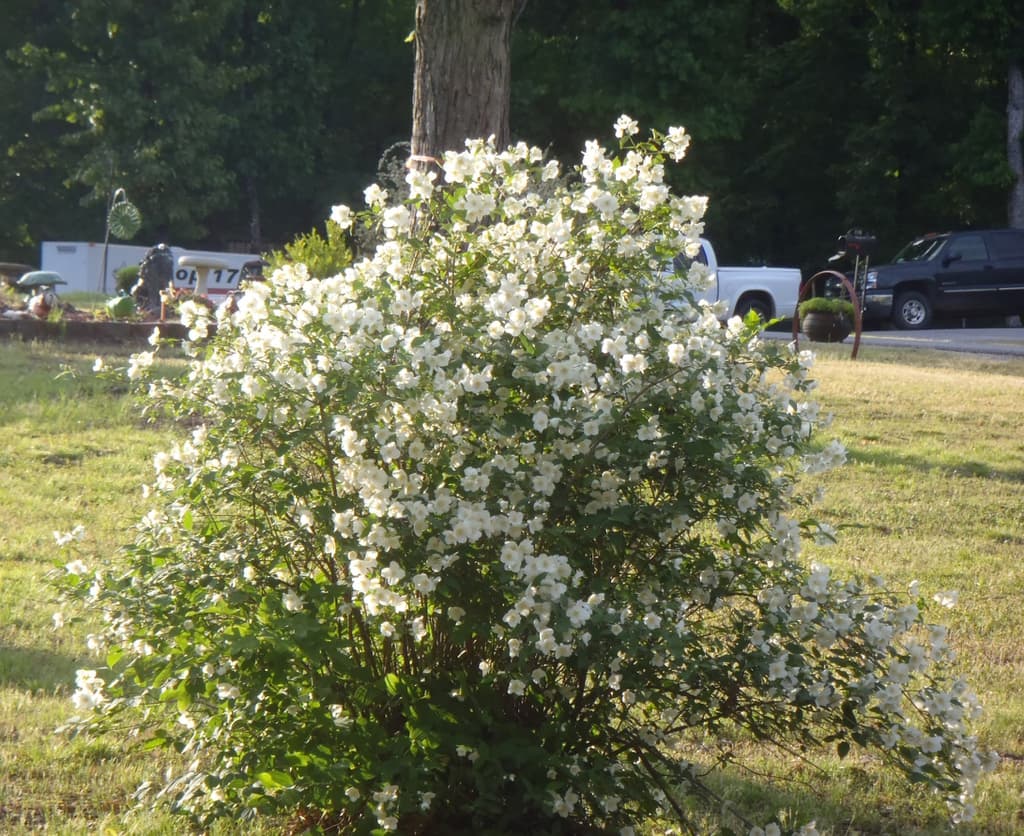 Sweet Mock Orange