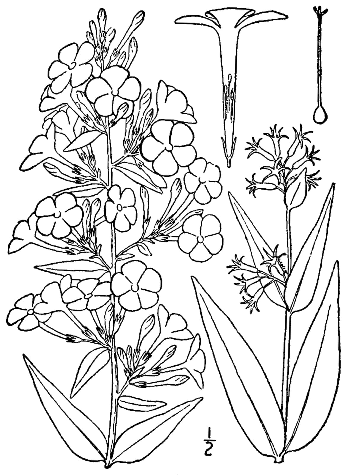 Meadow Phlox