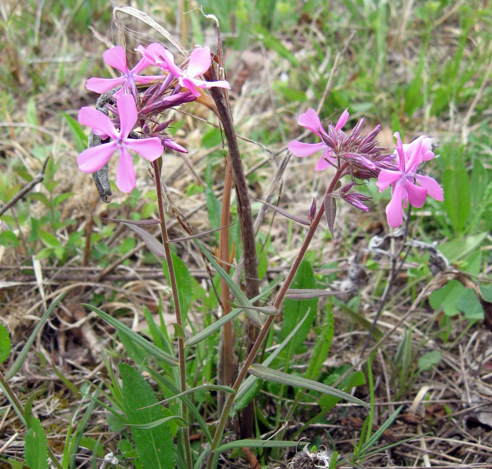 Prairie Phlox